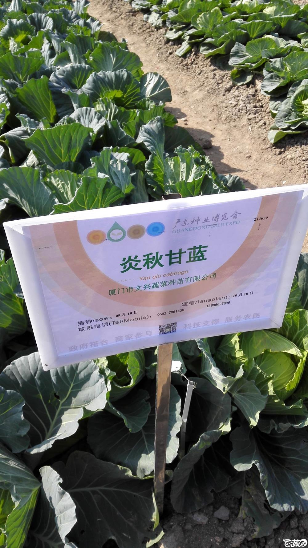 2014年12月12号广东种博会 甘蓝_007.jpg