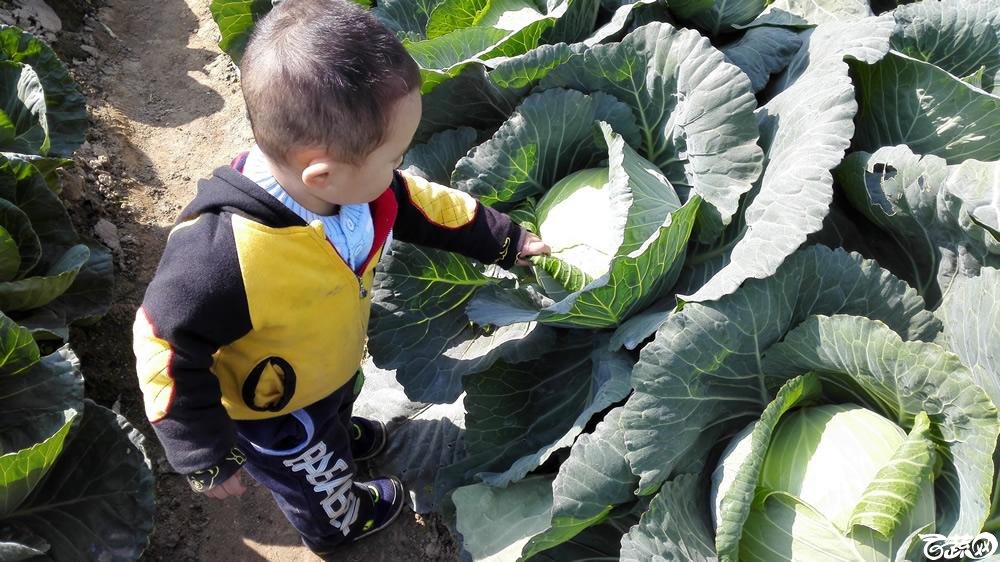 2014年12月12号广东种博会 甘蓝_020.jpg