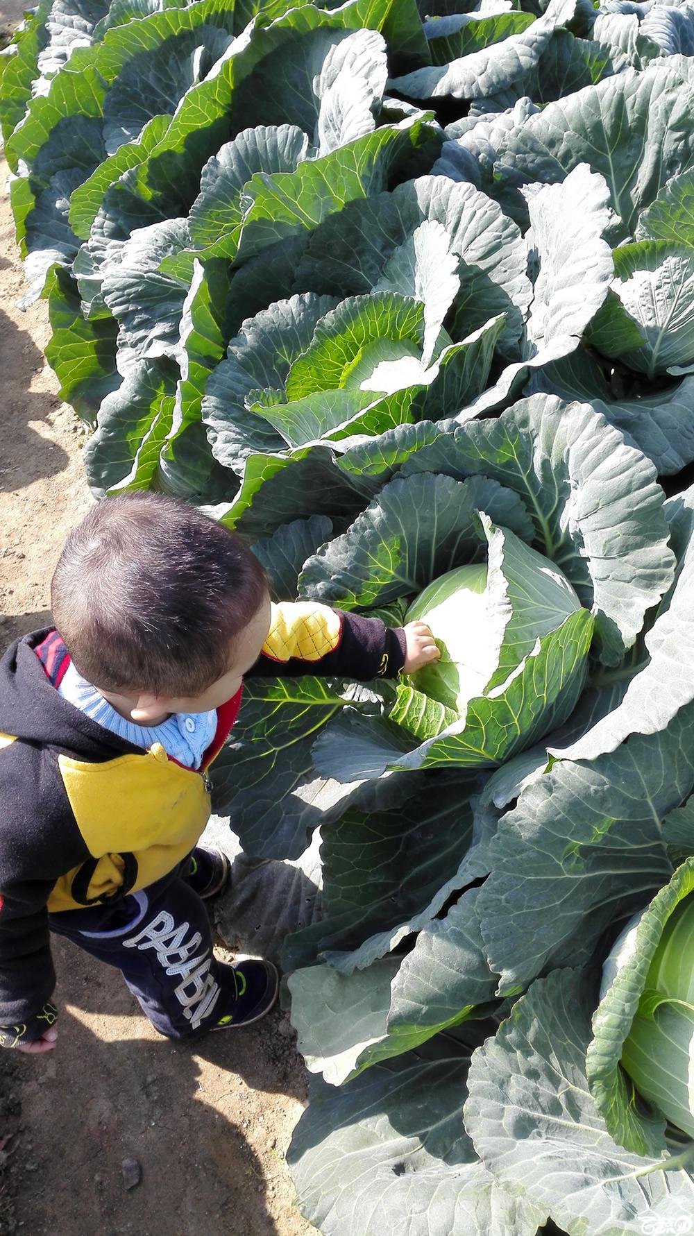 2014年12月12号广东种博会 甘蓝_022.jpg