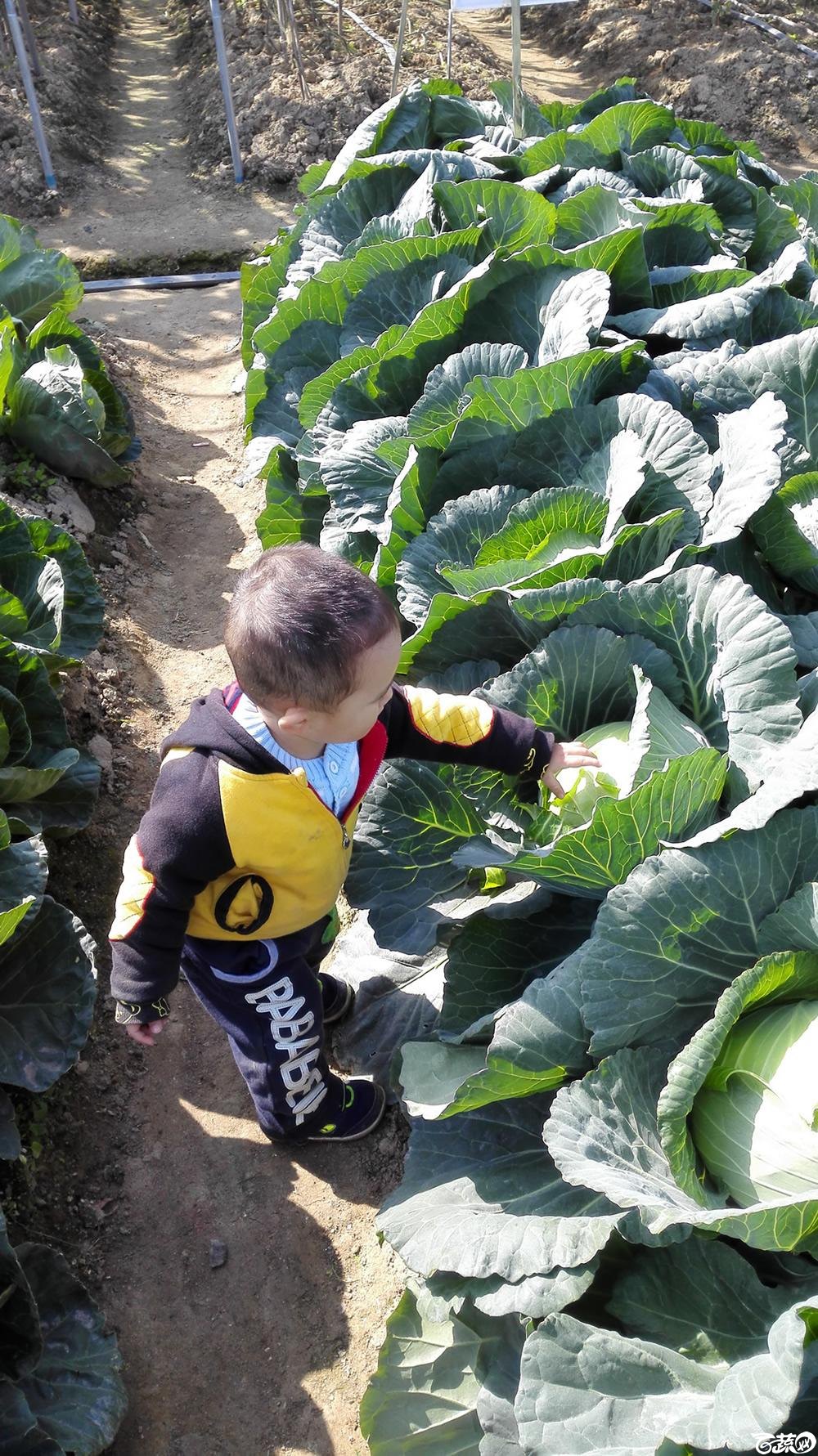 2014年12月12号广东种博会 甘蓝_023.jpg