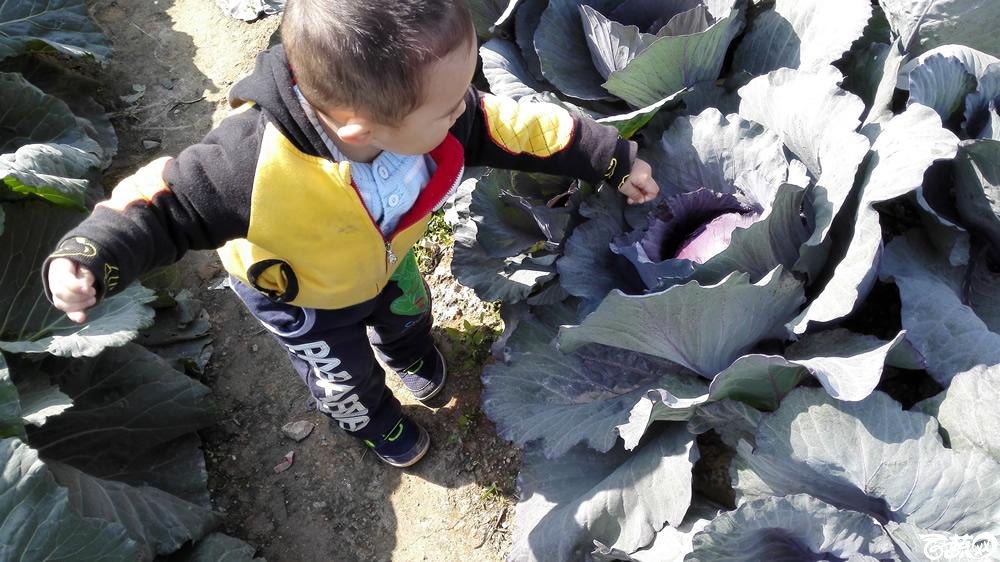 2014年12月12号广东种博会 甘蓝_024.jpg