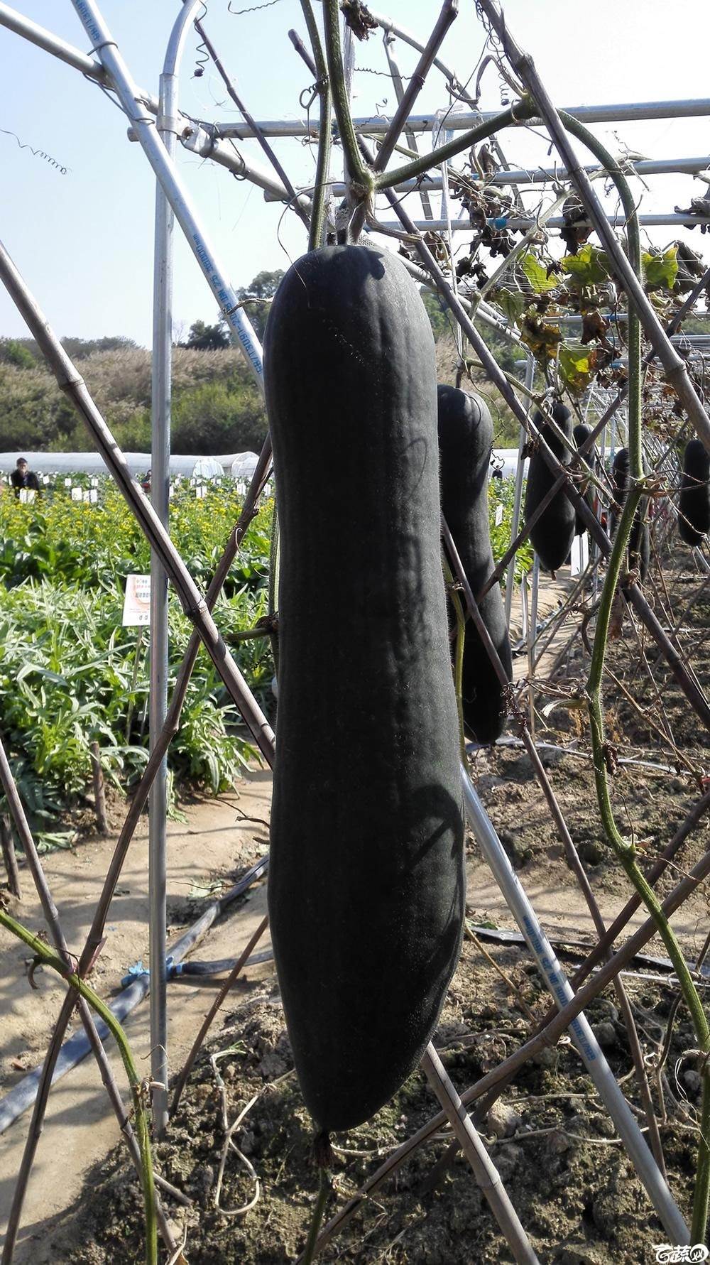 2014年12月12号广东种博会_瓜类_121.jpg