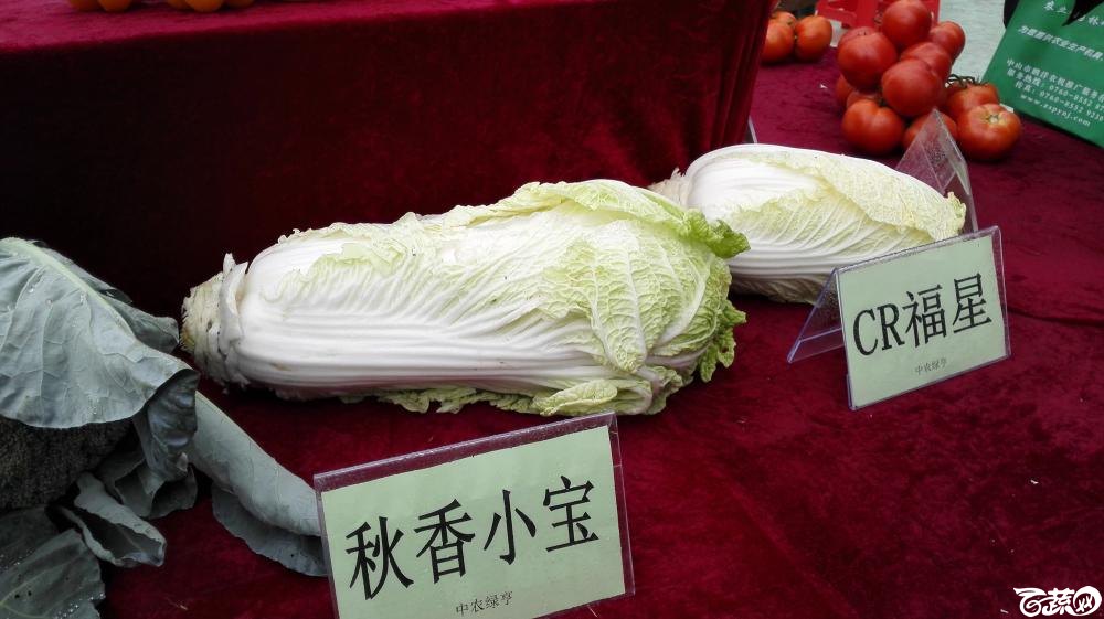 2014年12月8号中山蔬菜新品种展示会_叶菜_001.jpg