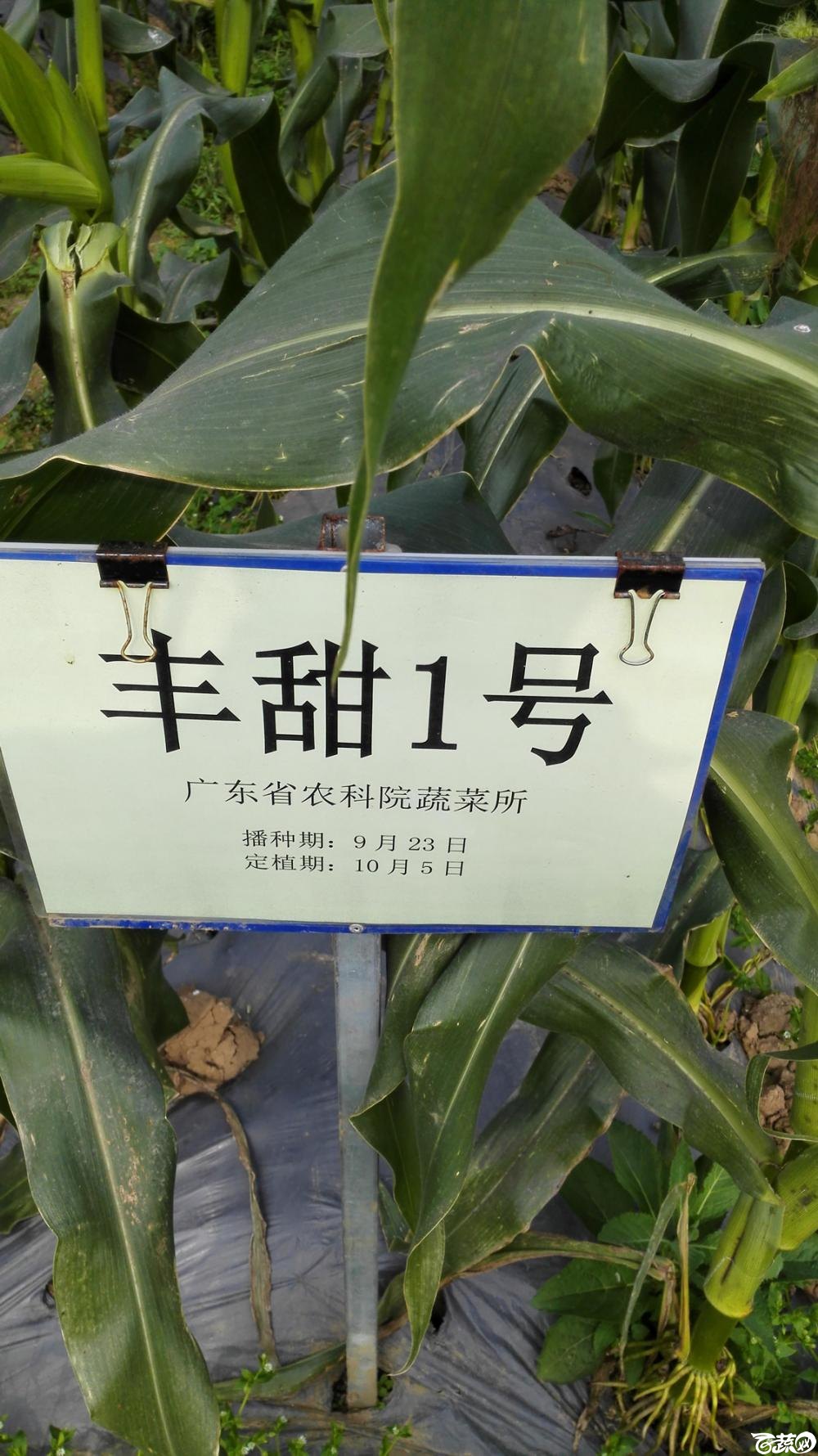 2014年12月8号中山蔬菜新品种展示会 玉米_001.jpg