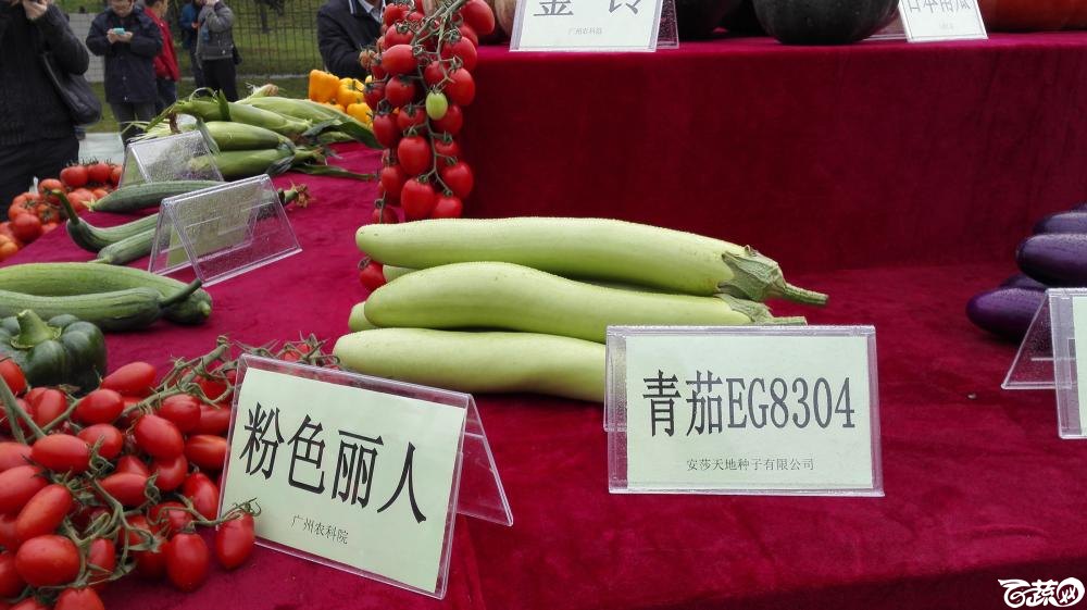 2014年12月8号中山蔬菜新品种展示会 茄子_001.jpg