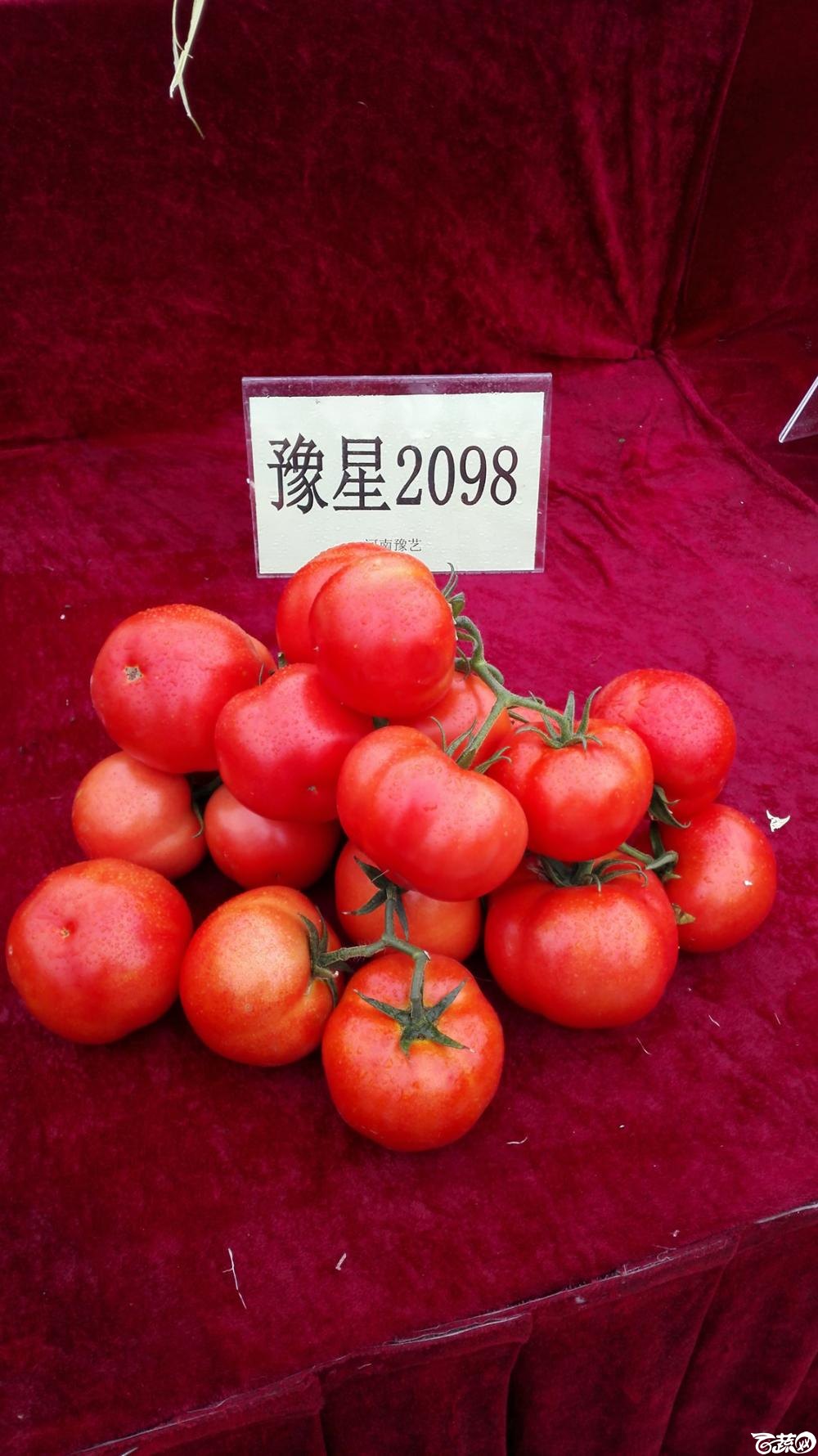 2014年12月8号中山蔬菜新品种展示会_番茄_002.jpg