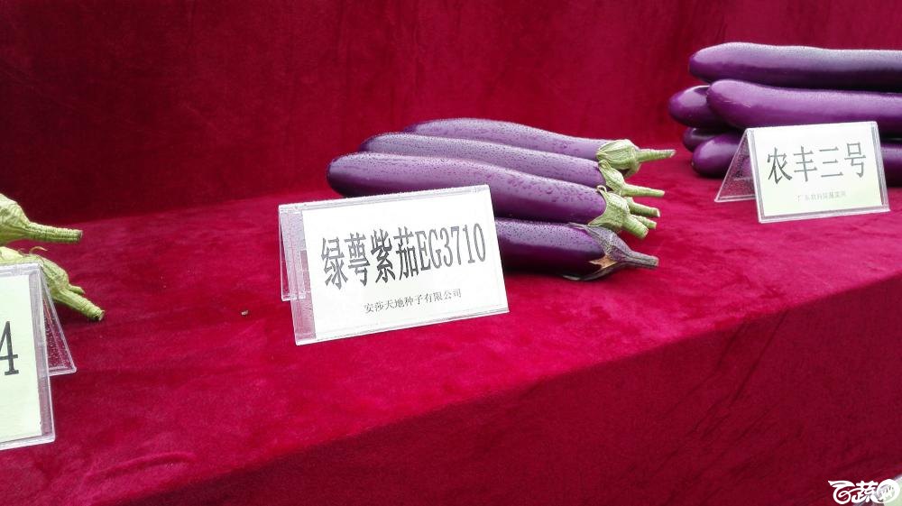 2014年12月8号中山蔬菜新品种展示会 茄子_002.jpg