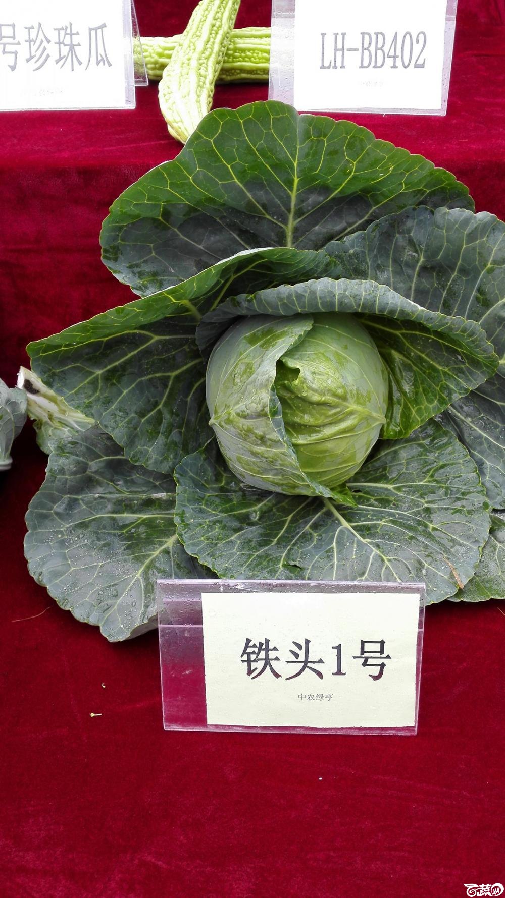 2014年12月8号中山蔬菜新品种展示会 甘蓝_002.jpg