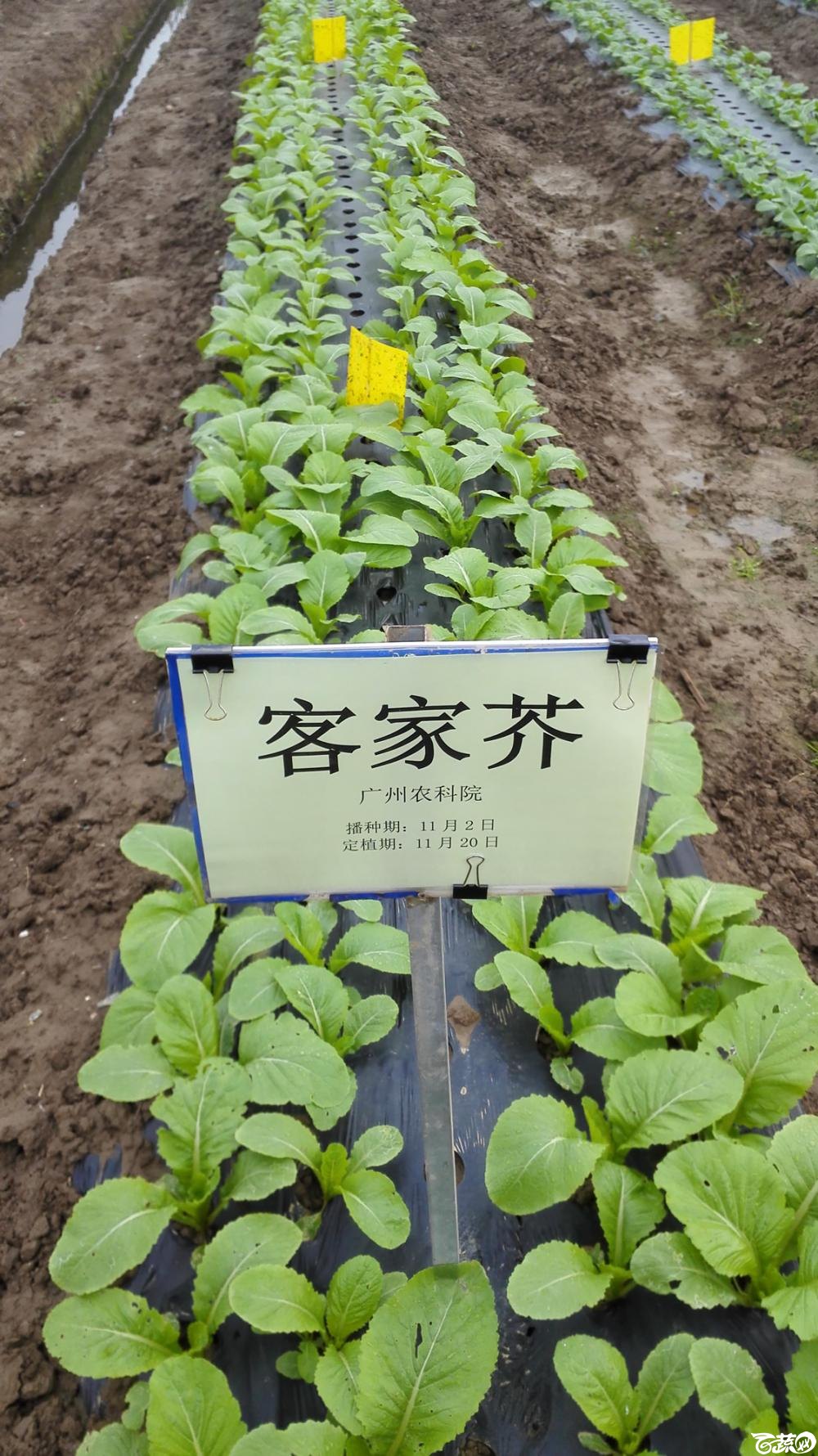 2014年12月8号中山蔬菜新品种展示会_叶菜_003.jpg
