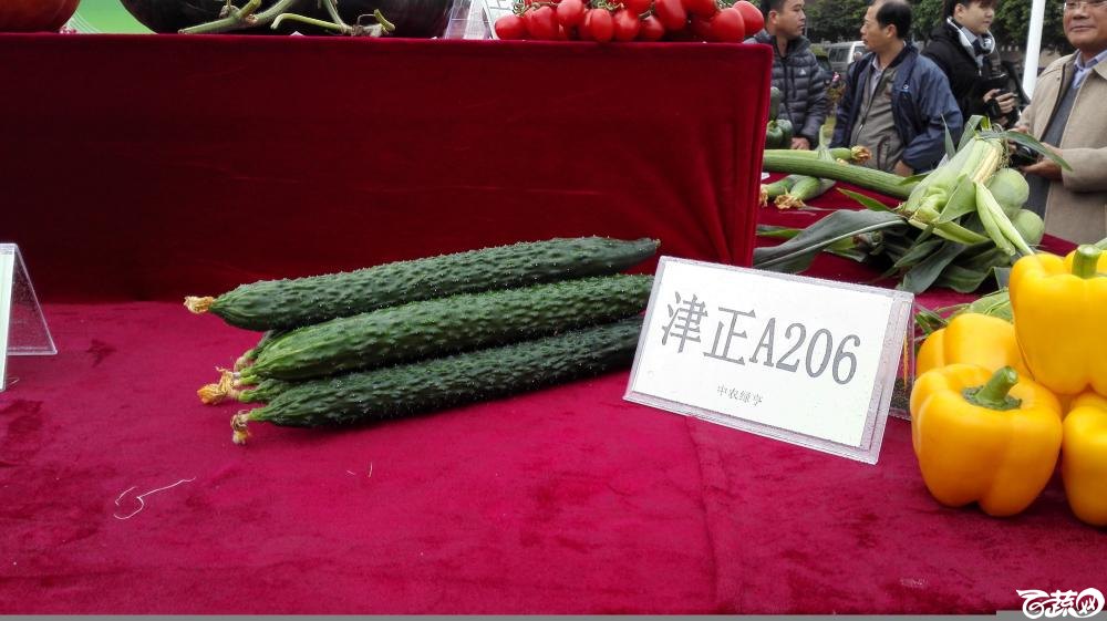2014年12月8号中山蔬菜新品种展示会_瓜类_003.jpg