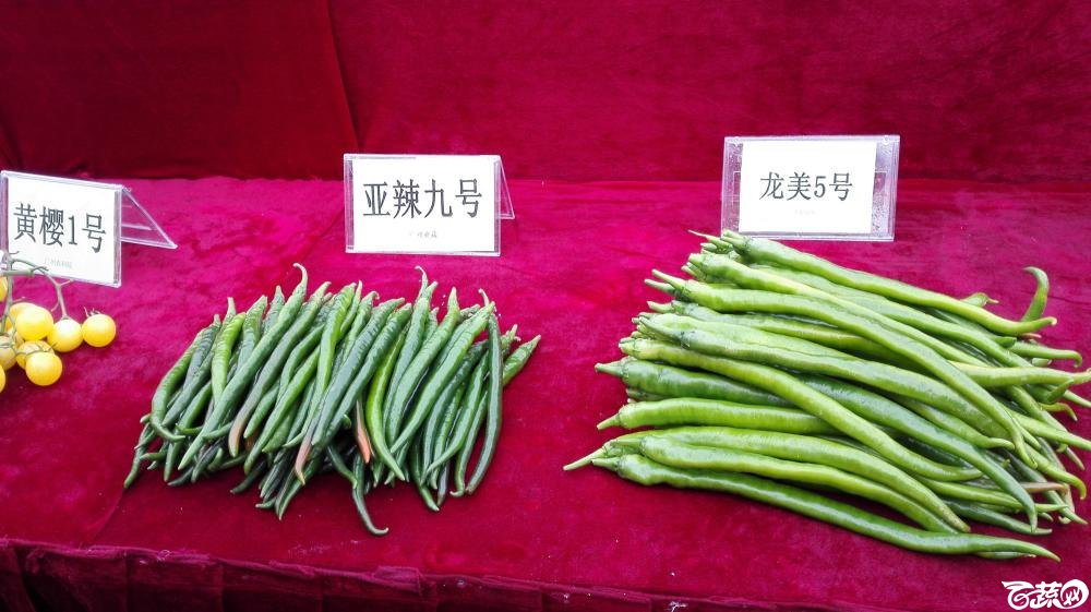 2014年12月8号中山蔬菜新品种展示会_辣椒_003.jpg