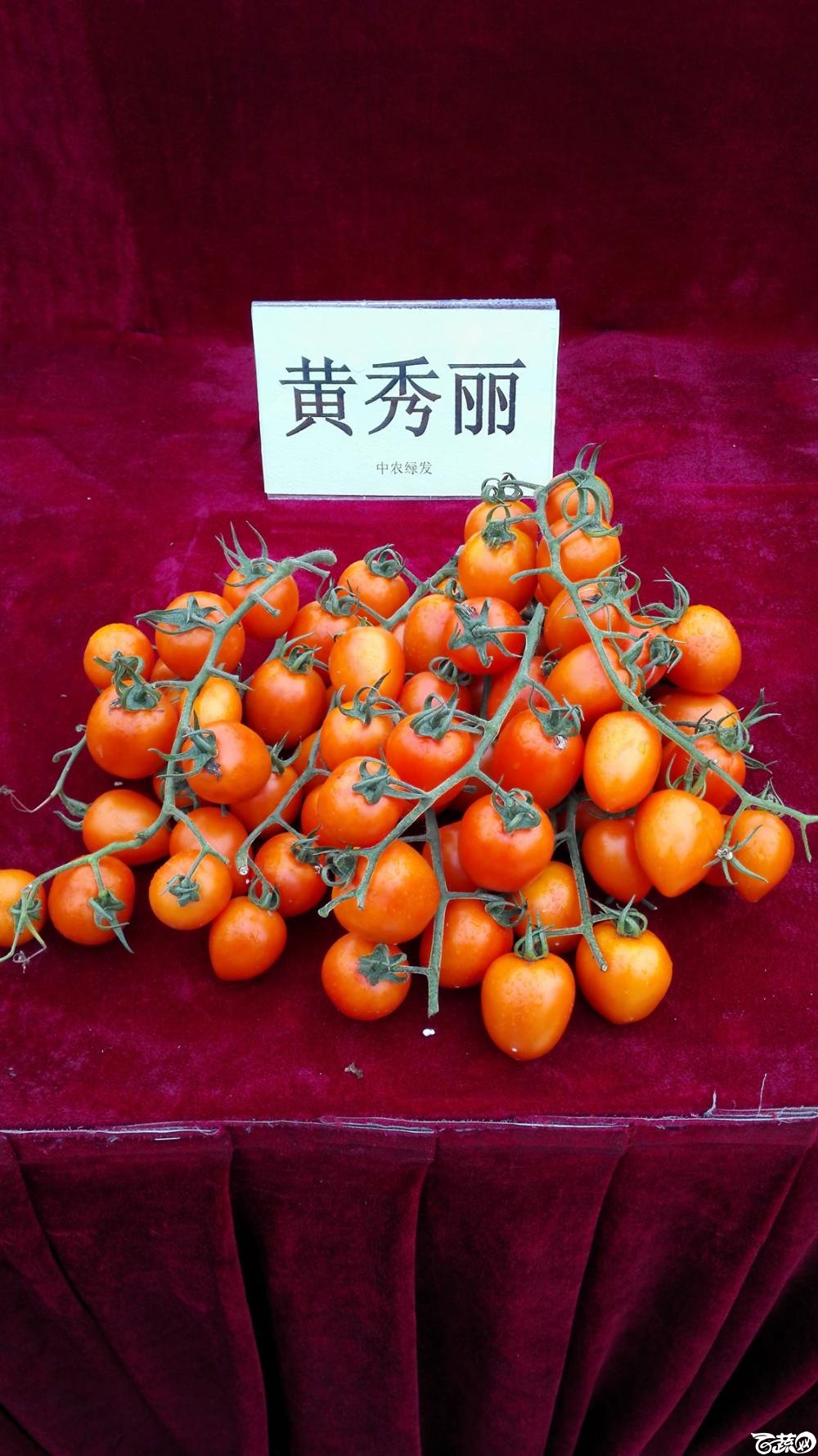 2014年12月8号中山蔬菜新品种展示会_番茄_004.jpg