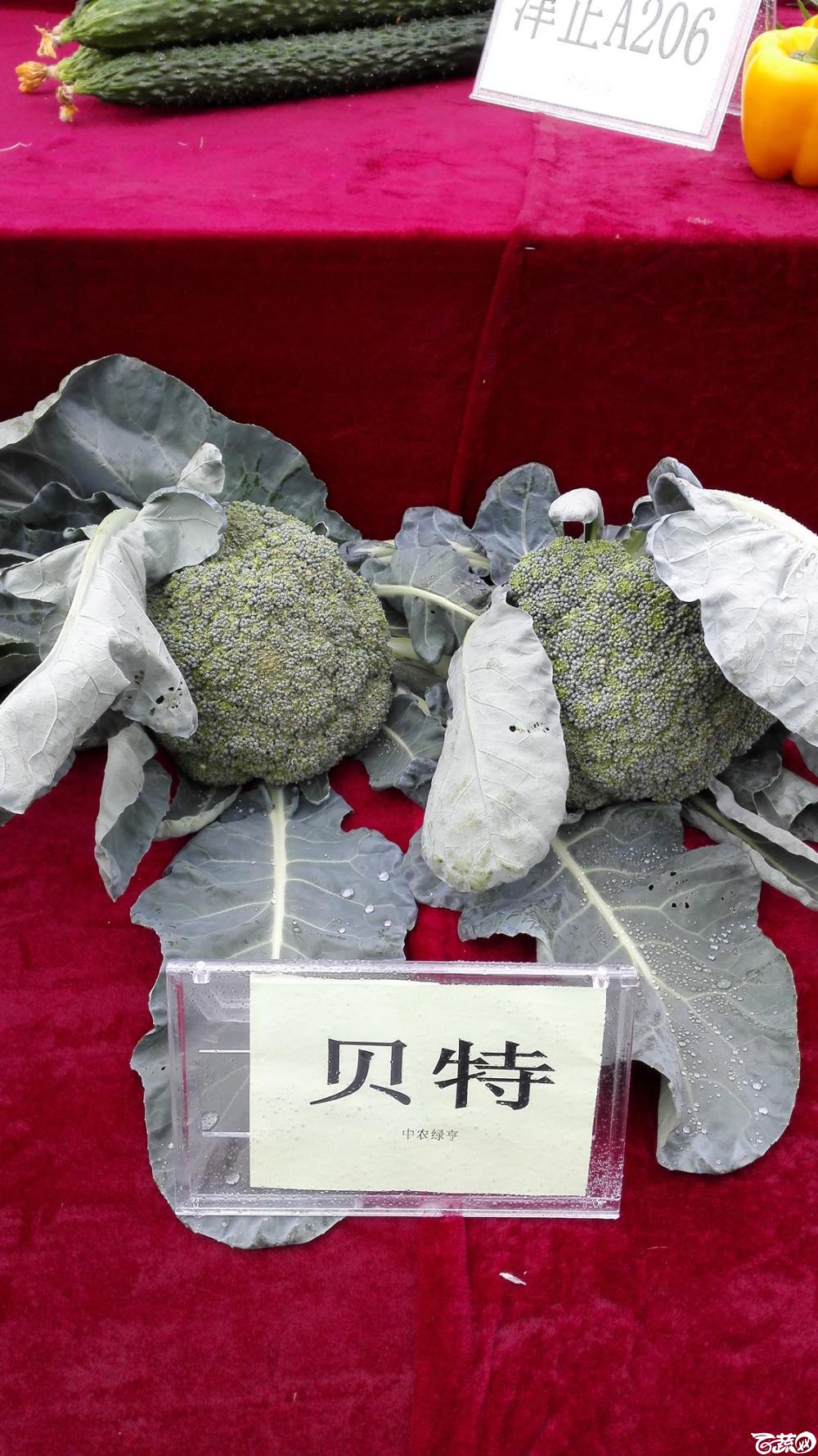 2014年12月8号中山蔬菜新品种展示会 甘蓝_004.jpg