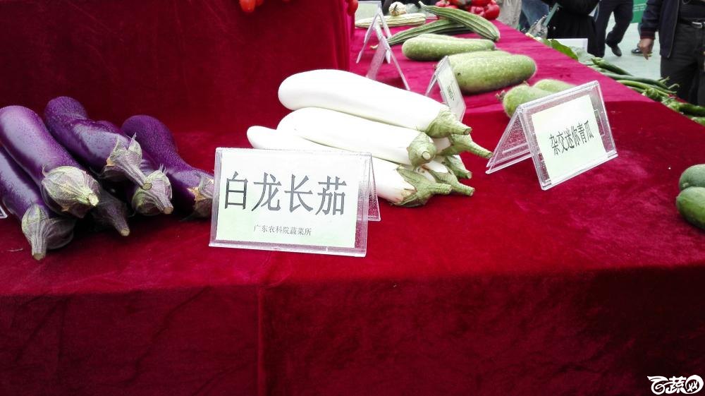 2014年12月8号中山蔬菜新品种展示会 茄子_004.jpg