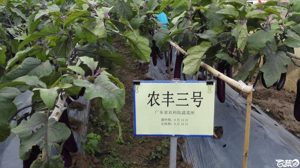2014年12月8号中山蔬菜新品种展示会 茄子_005.jpg