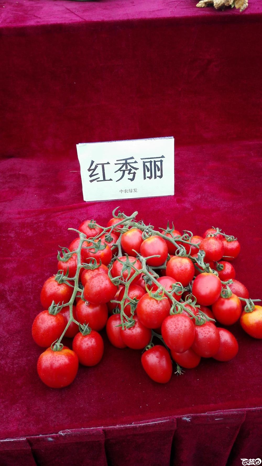 2014年12月8号中山蔬菜新品种展示会_番茄_005.jpg