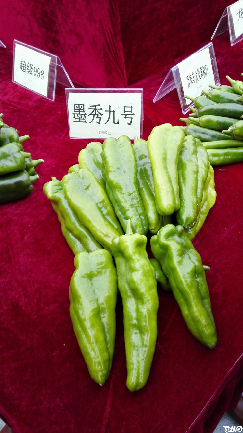 2014年12月8号中山蔬菜新品种展示会_辣椒_005.jpg