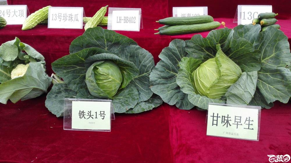 2014年12月8号中山蔬菜新品种展示会 甘蓝_005.jpg