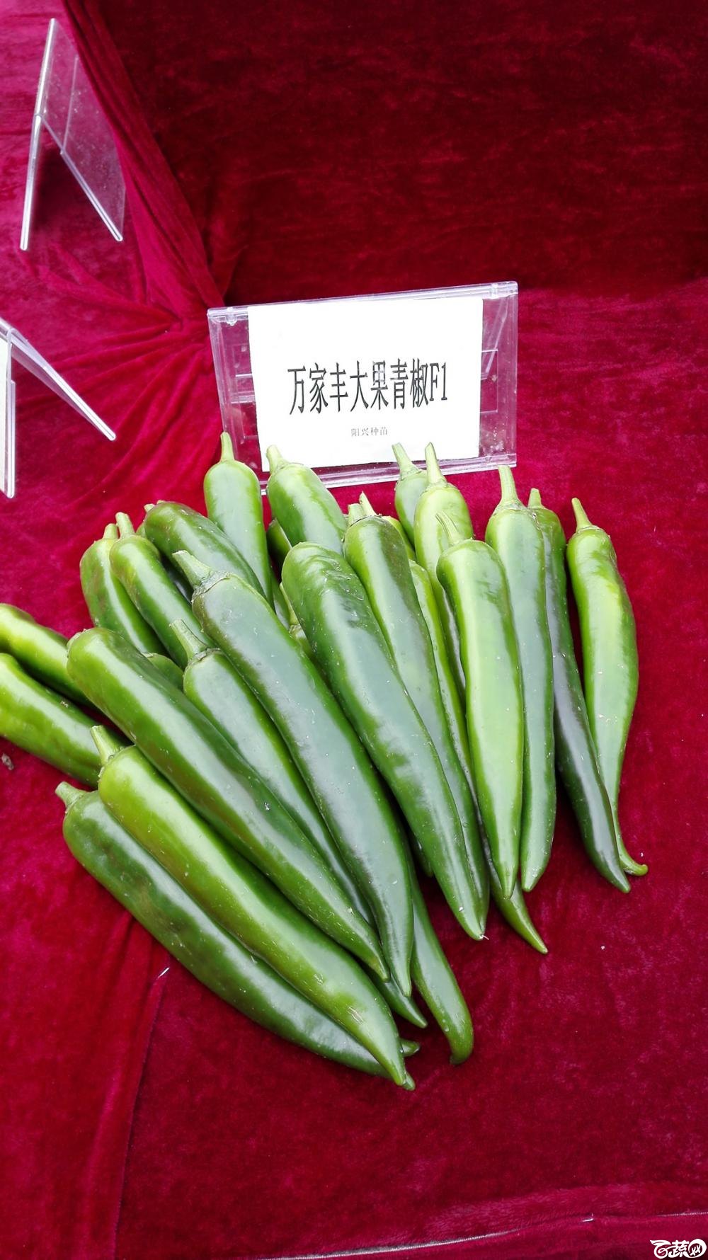 2014年12月8号中山蔬菜新品种展示会_辣椒_006.jpg