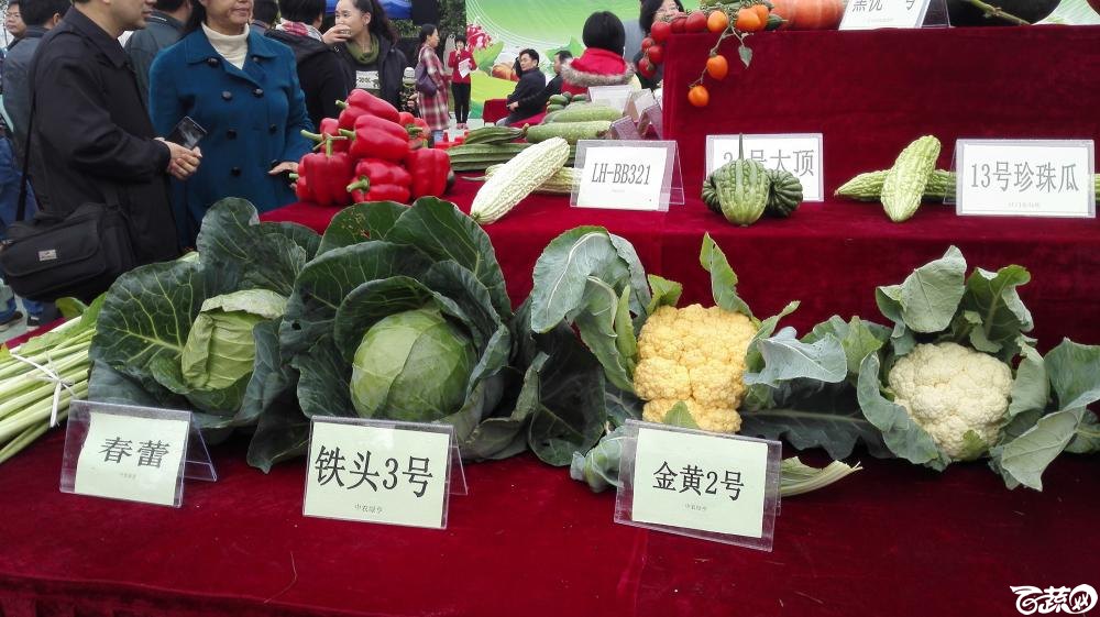 2014年12月8号中山蔬菜新品种展示会 甘蓝_006.jpg