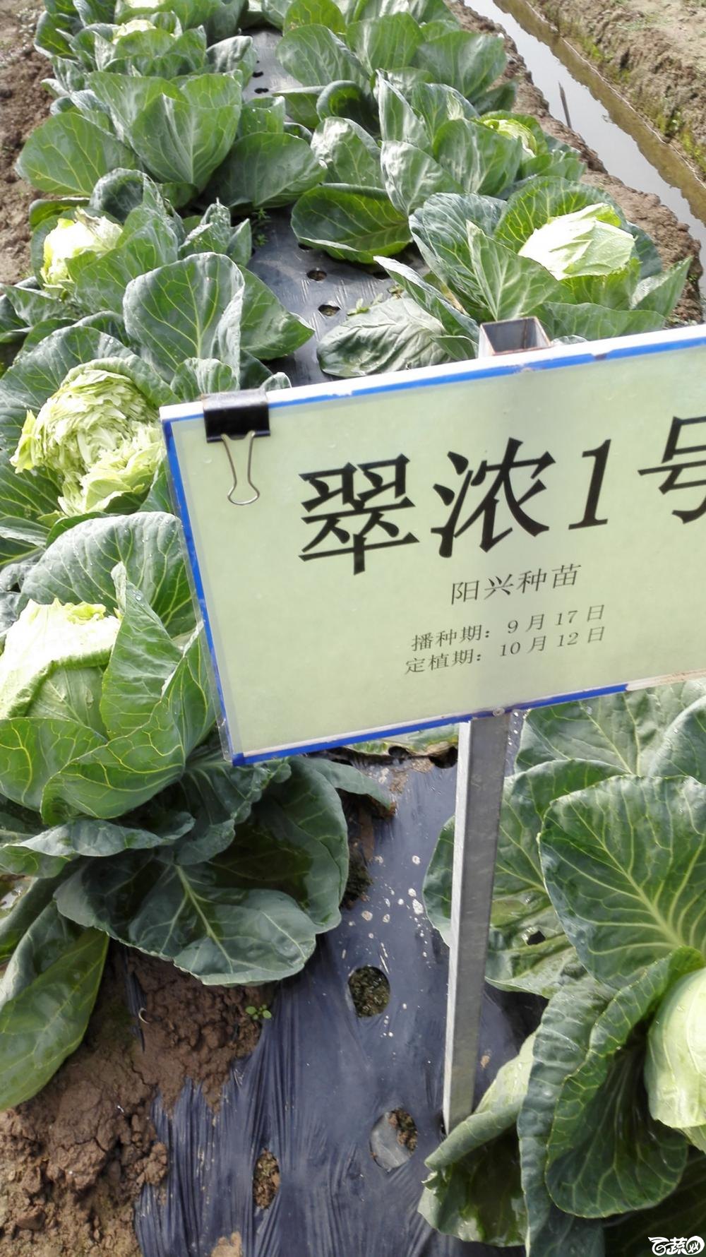 2014年12月8号中山蔬菜新品种展示会 甘蓝_007.jpg