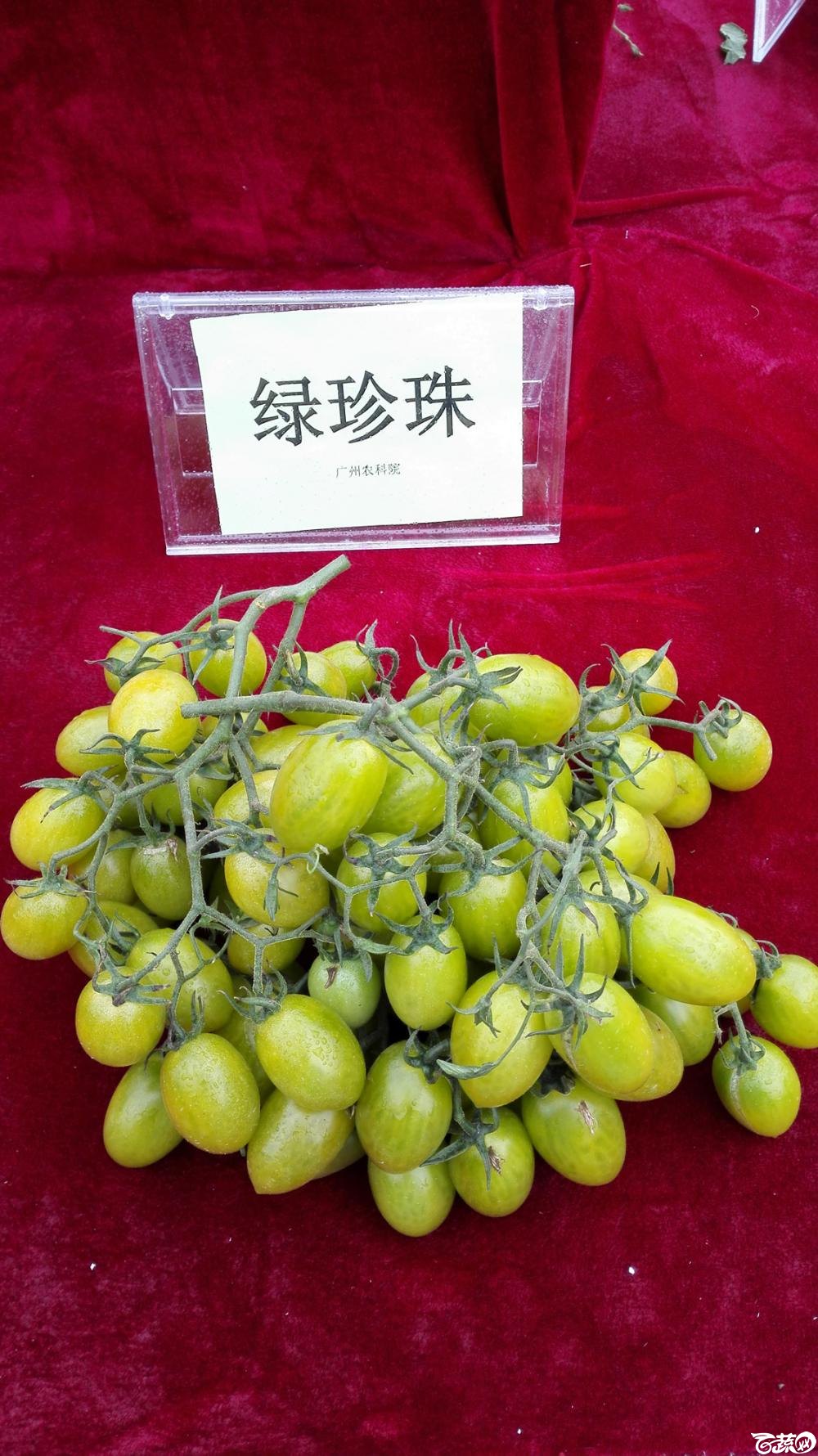 2014年12月8号中山蔬菜新品种展示会_番茄_007.jpg