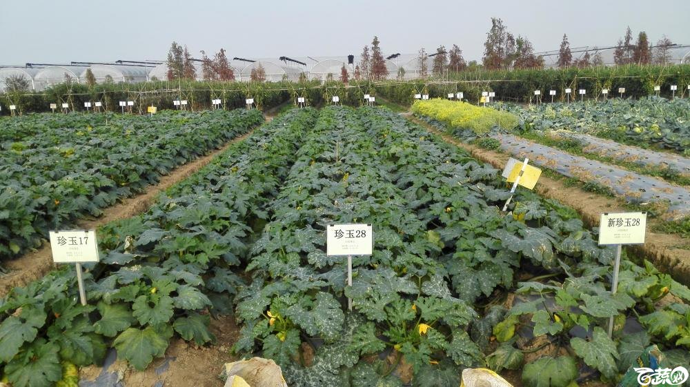 2014年12月8号中山蔬菜新品种展示会_其它_007.jpg