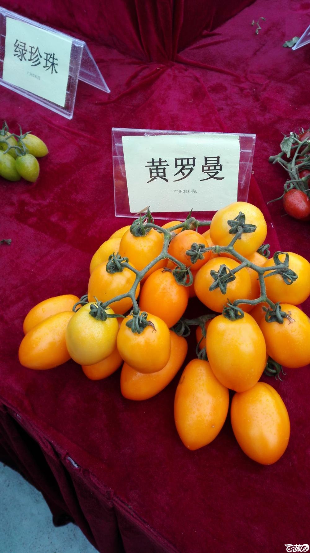 2014年12月8号中山蔬菜新品种展示会_番茄_008.jpg
