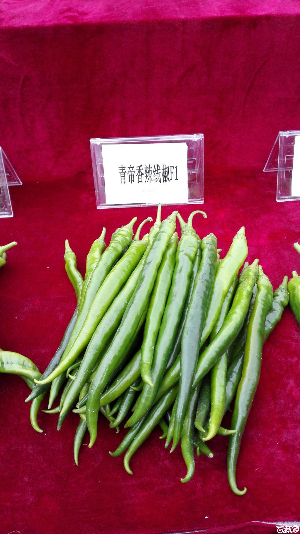 2014年12月8号中山蔬菜新品种展示会_辣椒_009.jpg