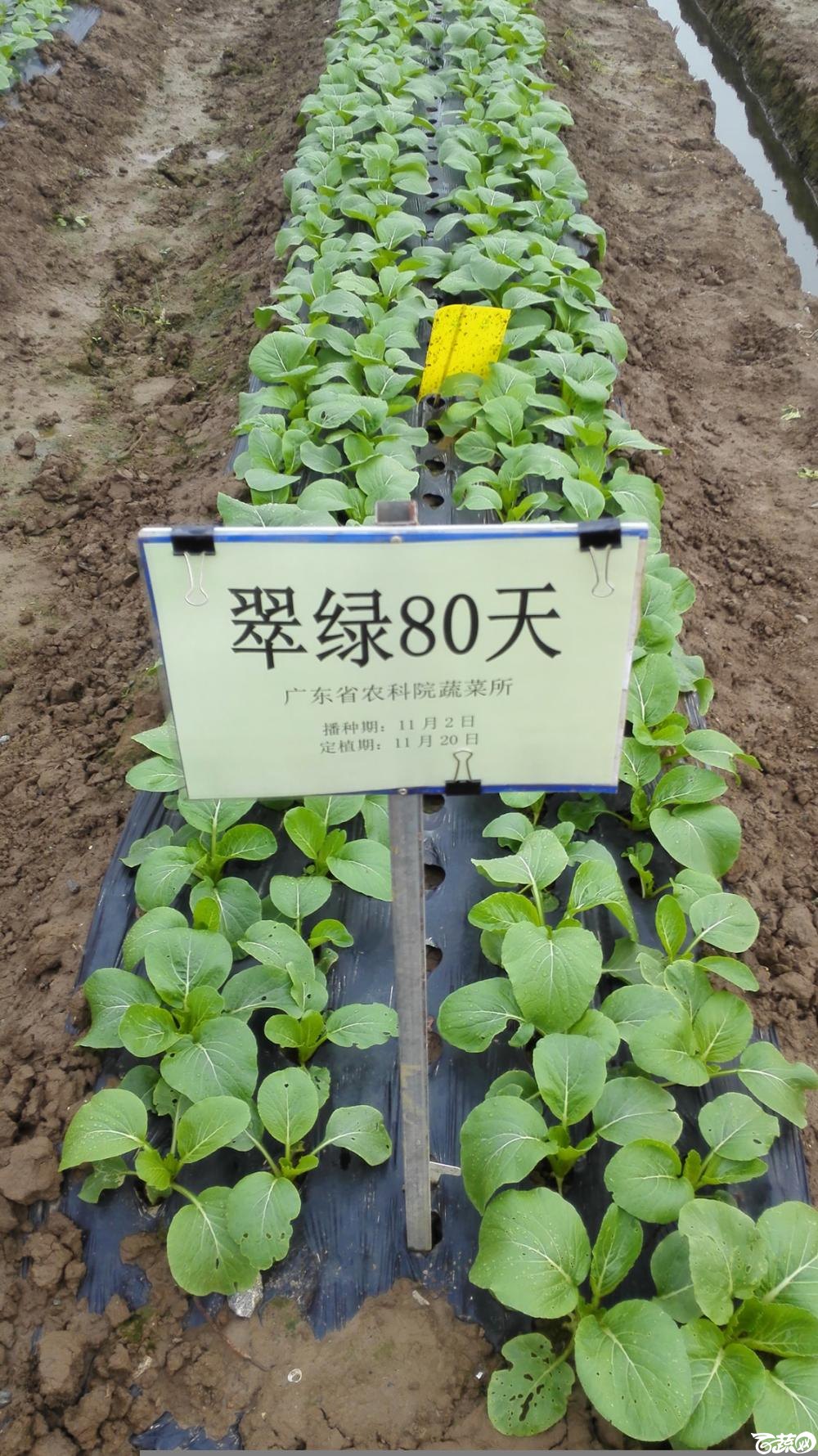 2014年12月8号中山蔬菜新品种展示会_叶菜_010.jpg