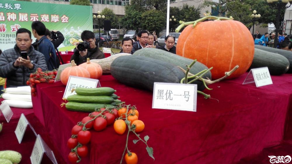 2014年12月8号中山蔬菜新品种展示会_瓜类_010.jpg
