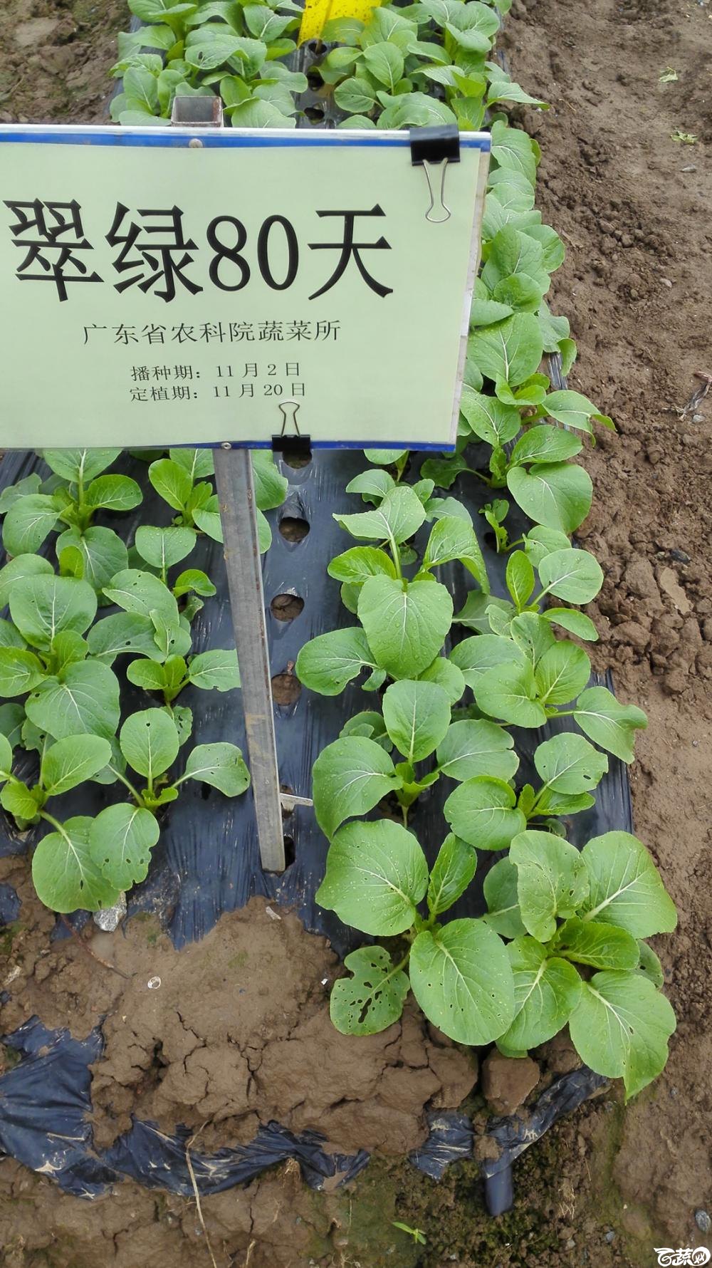 2014年12月8号中山蔬菜新品种展示会_叶菜_011.jpg