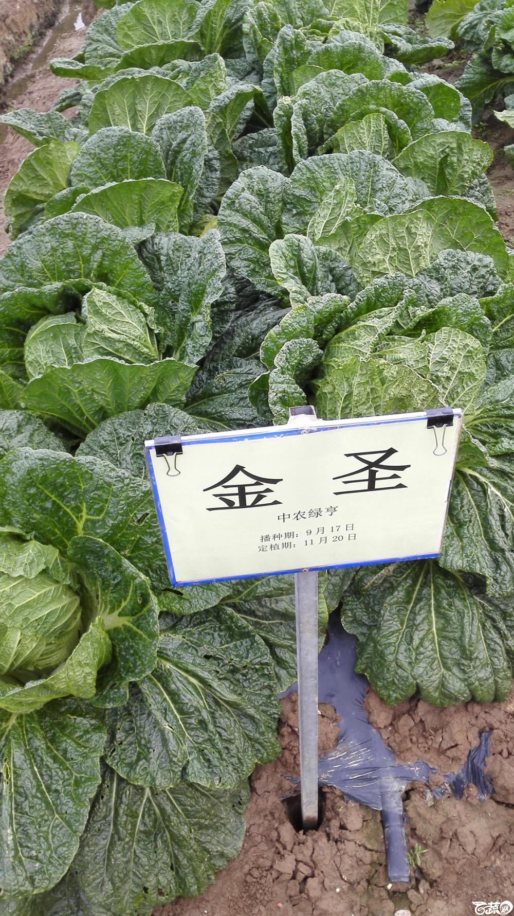 2014年12月8号中山蔬菜新品种展示会_叶菜_012.jpg
