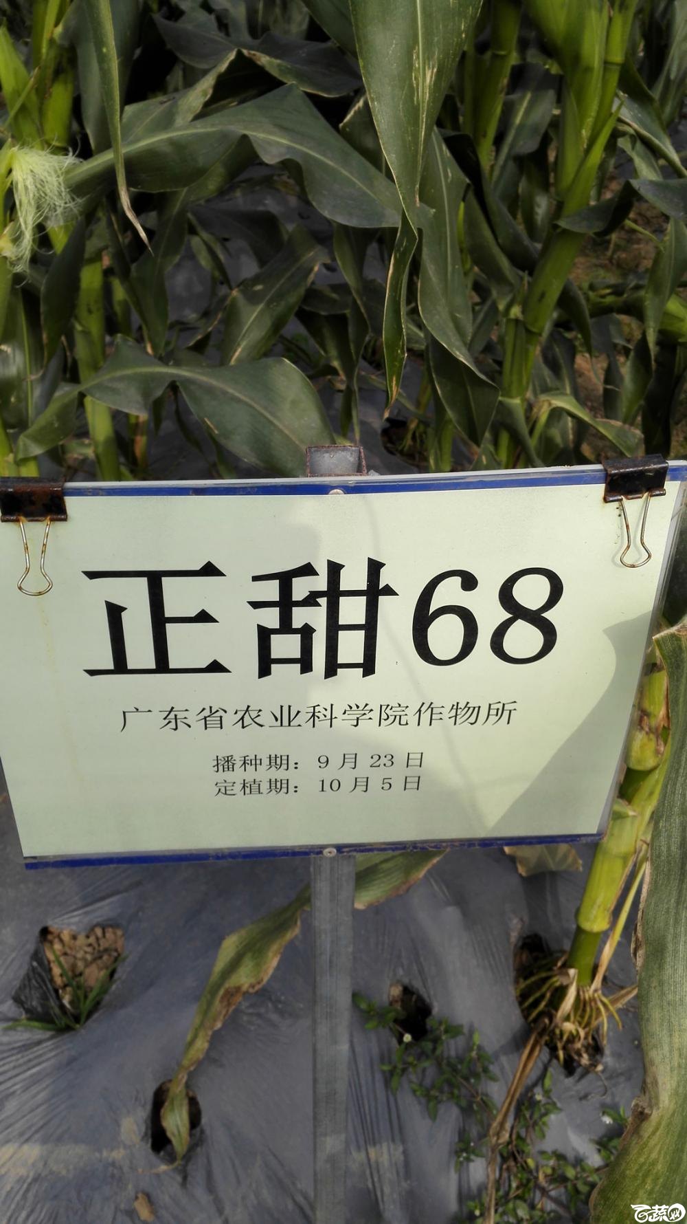 2014年12月8号中山蔬菜新品种展示会 玉米_013.jpg