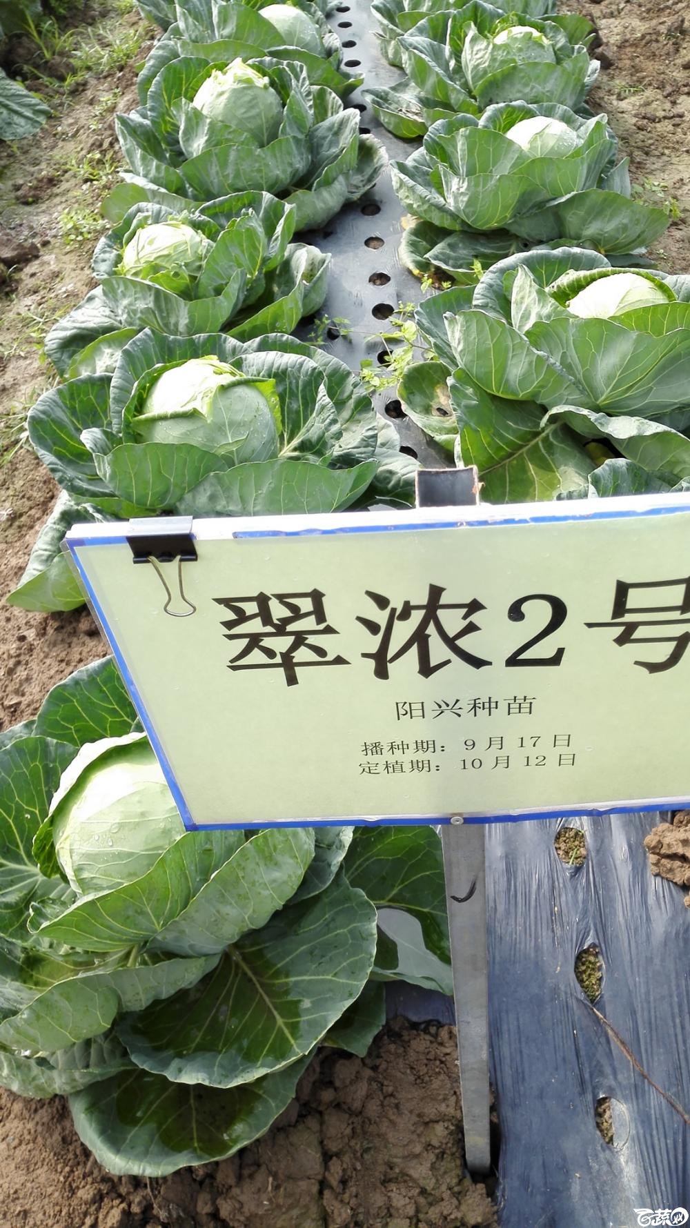 2014年12月8号中山蔬菜新品种展示会 甘蓝_014.jpg