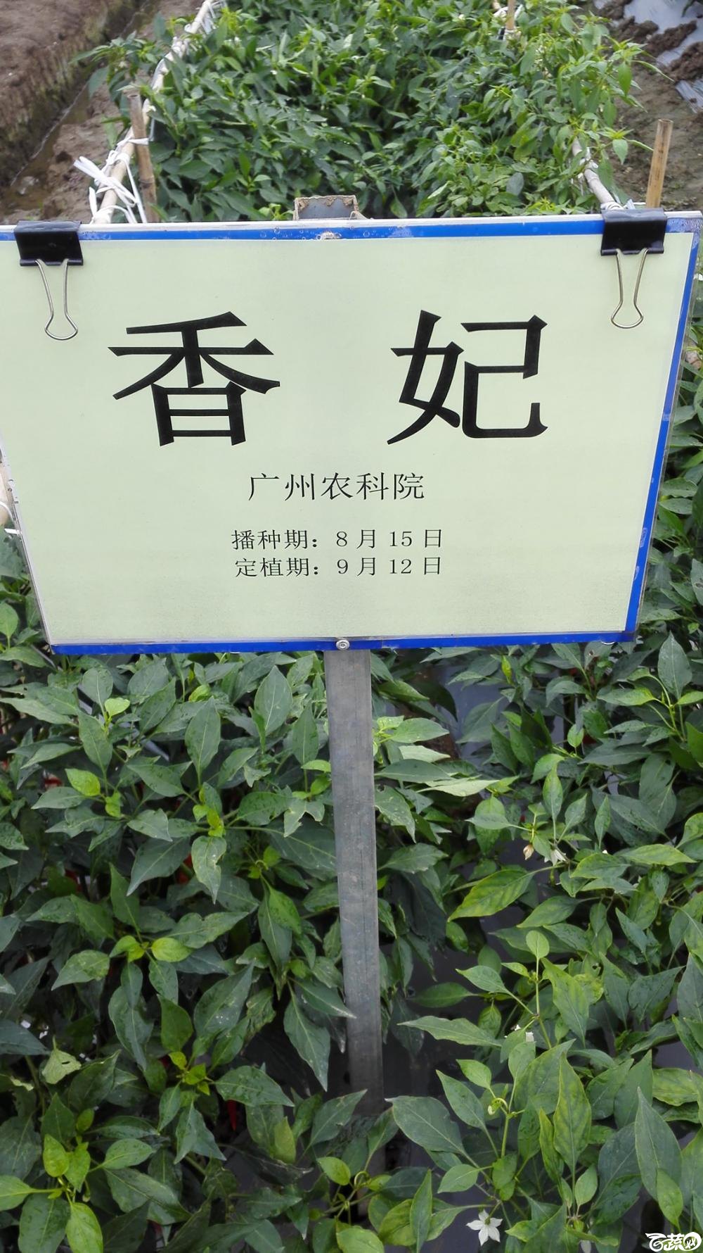 2014年12月8号中山蔬菜新品种展示会_辣椒_016.jpg