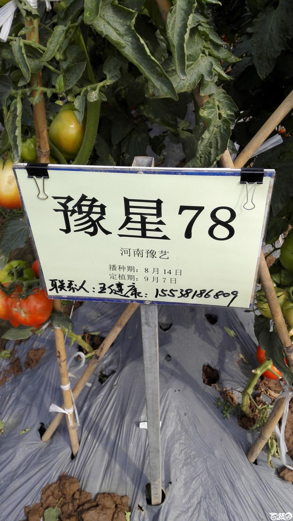 2014年12月8号中山蔬菜新品种展示会_番茄_024.jpg