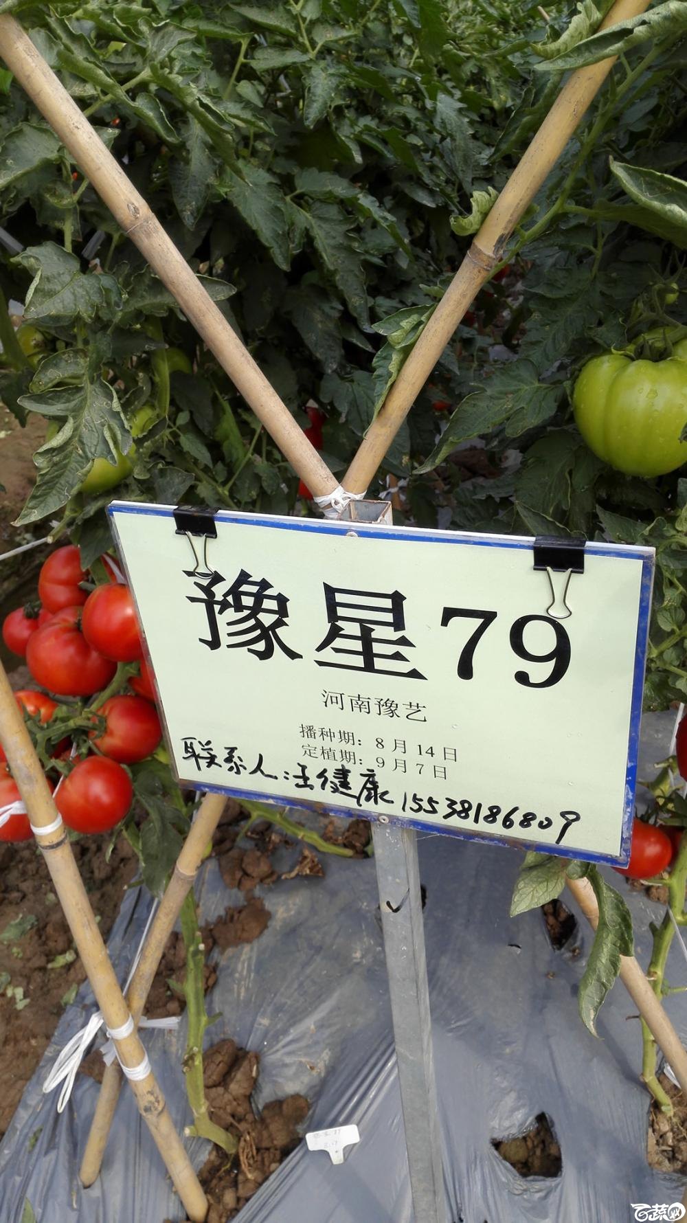 2014年12月8号中山蔬菜新品种展示会_番茄_031.jpg