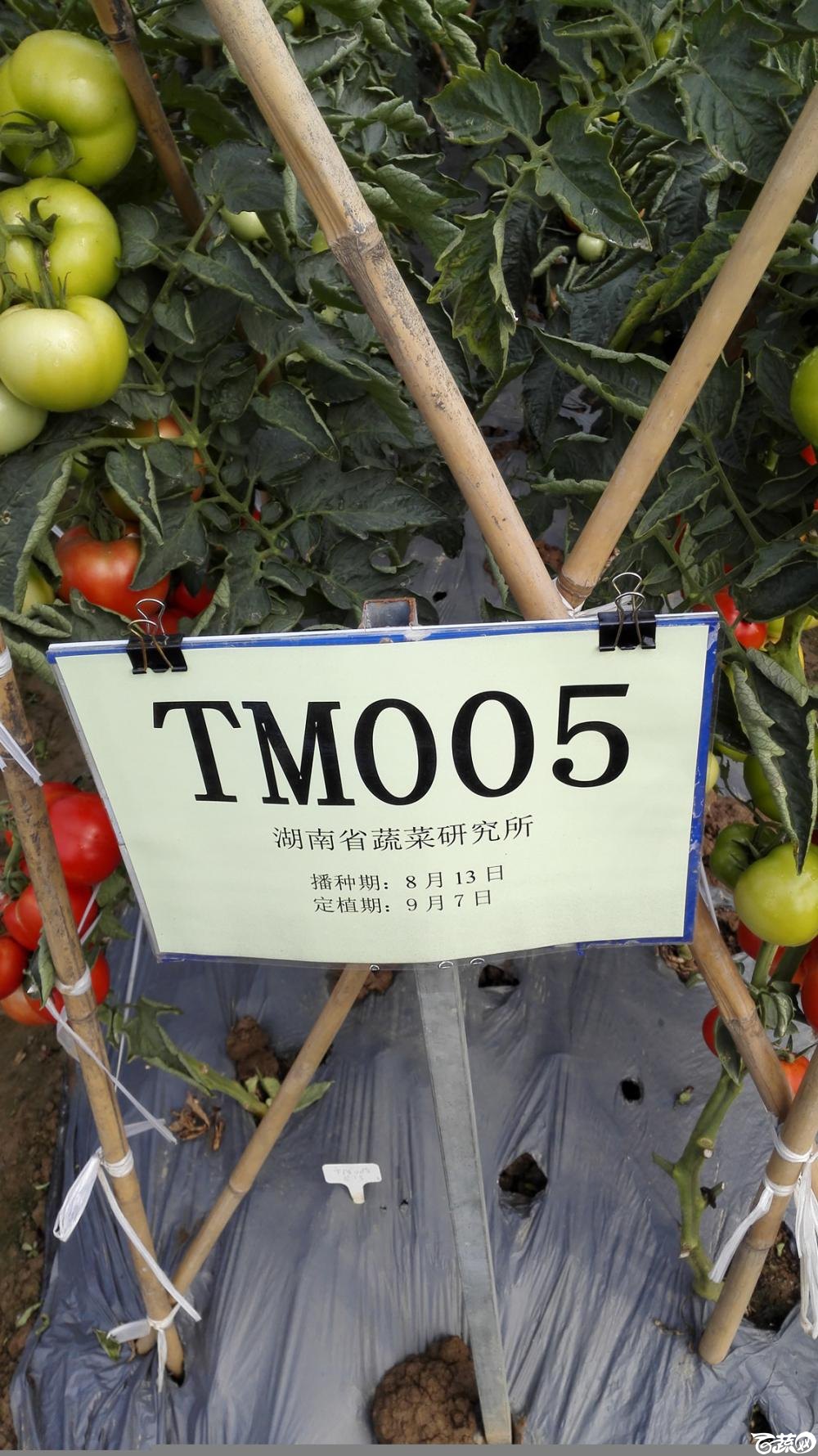 2014年12月8号中山蔬菜新品种展示会_番茄_040.jpg