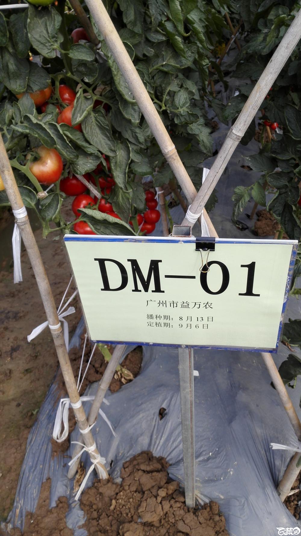 2014年12月8号中山蔬菜新品种展示会_番茄_043.jpg