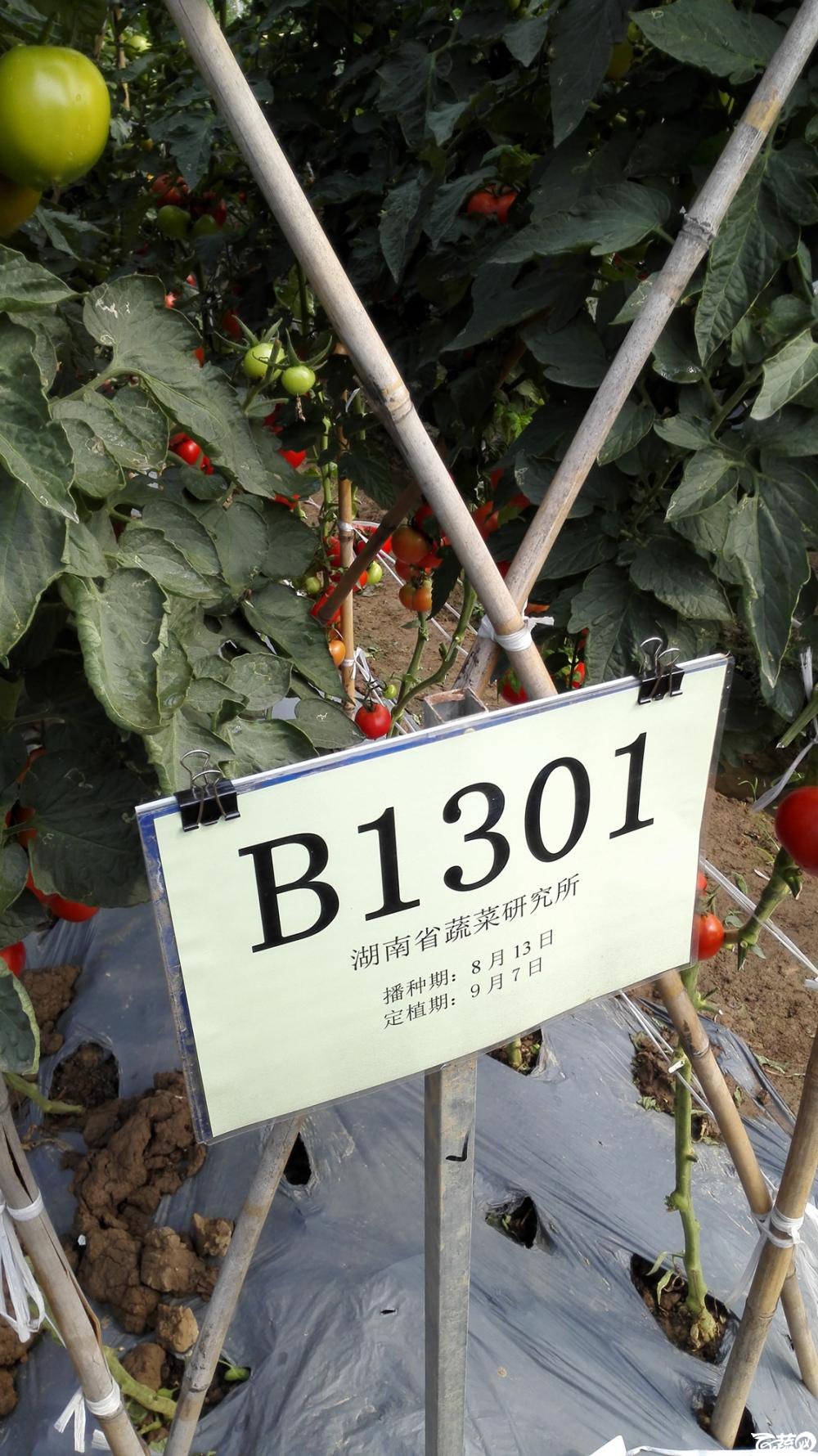 2014年12月8号中山蔬菜新品种展示会_番茄_048.jpg