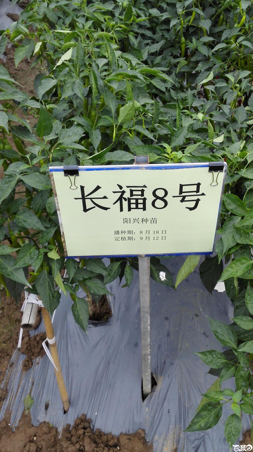 2014年12月8号中山蔬菜新品种展示会_辣椒_049.jpg