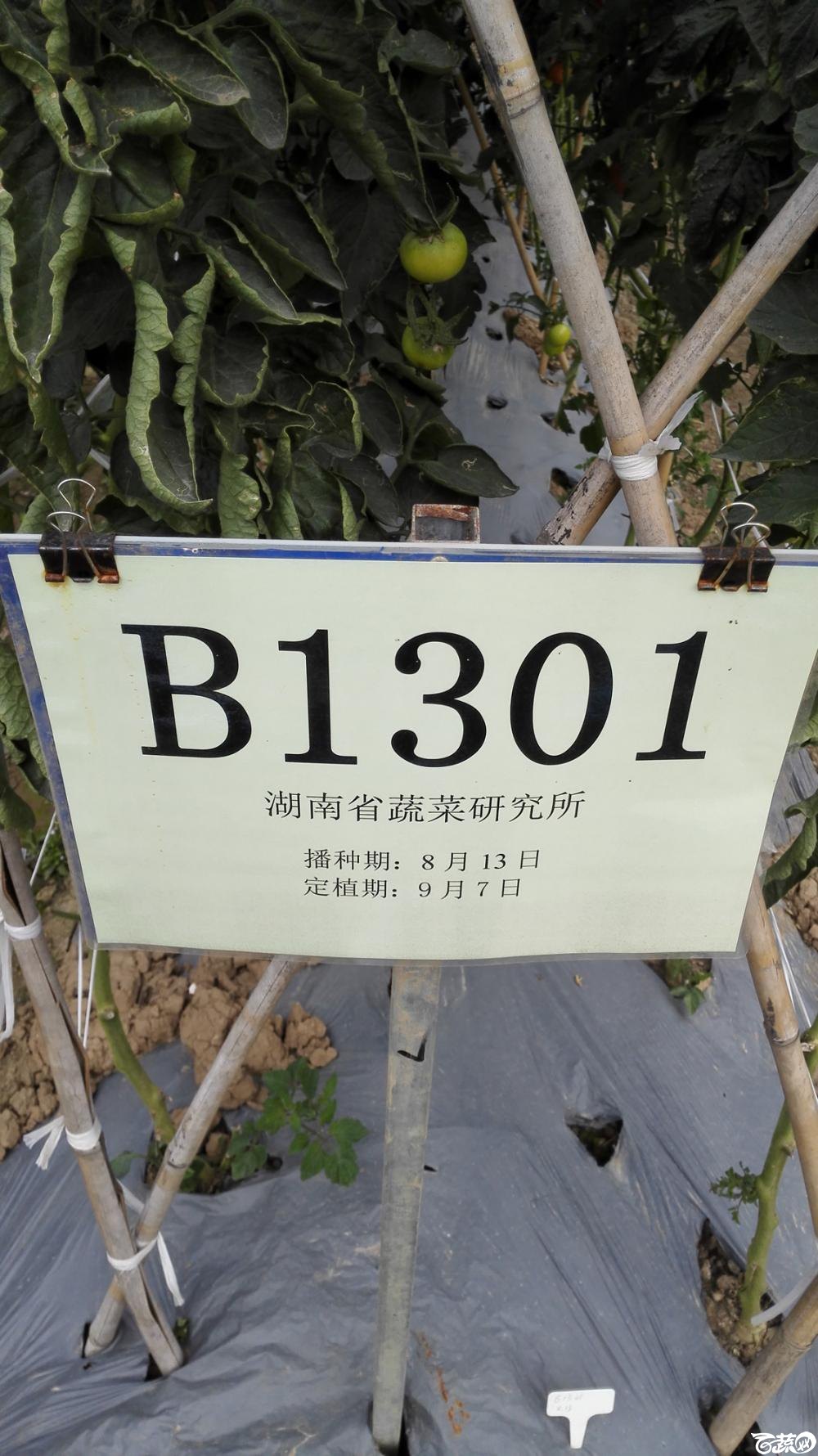 2014年12月8号中山蔬菜新品种展示会_番茄_057.jpg