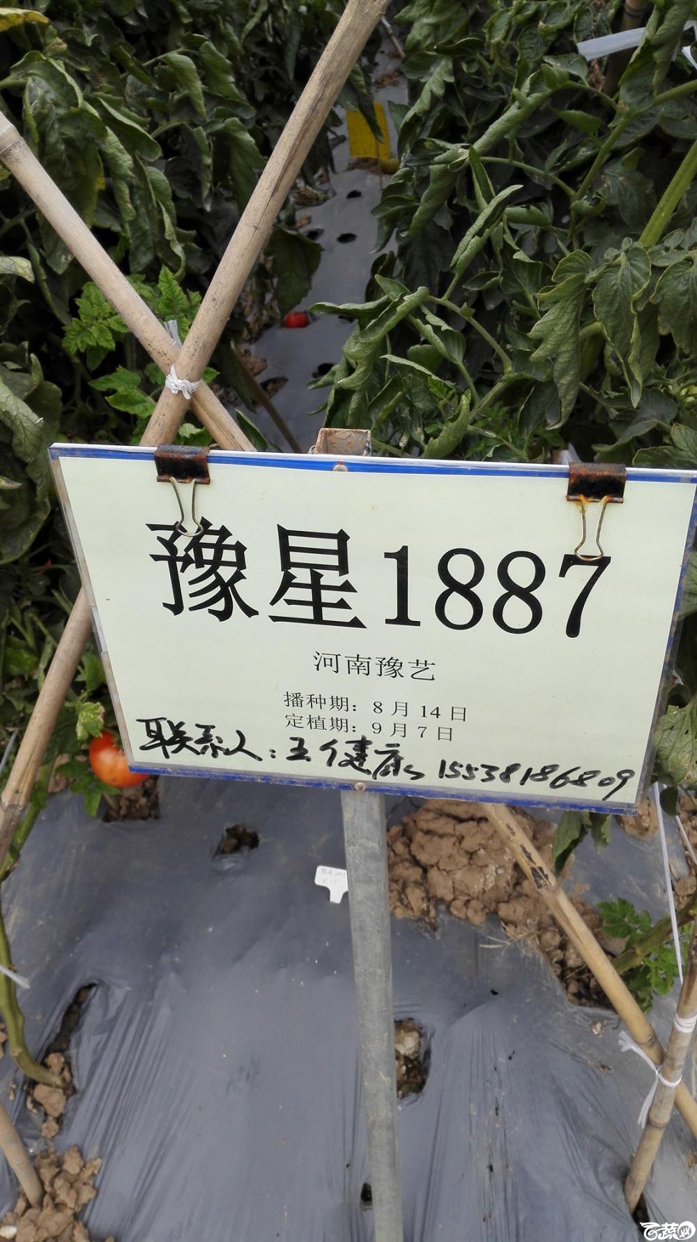 2014年12月8号中山蔬菜新品种展示会_番茄_081.jpg