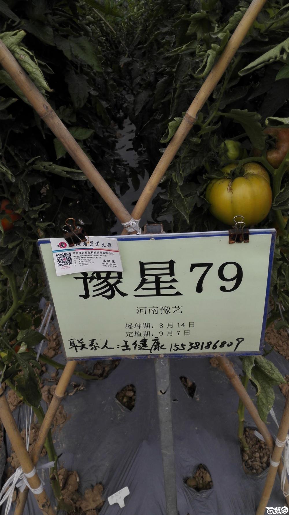 2014年12月8号中山蔬菜新品种展示会_番茄_086.jpg