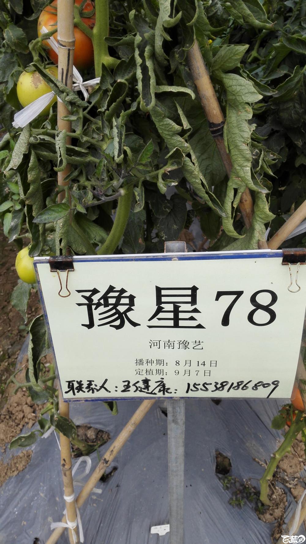 2014年12月8号中山蔬菜新品种展示会_番茄_089.jpg