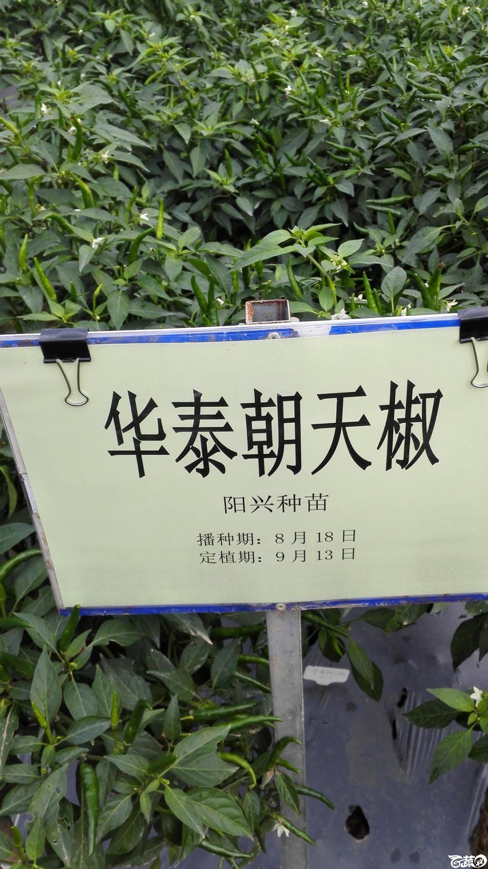 2014年12月8号中山蔬菜新品种展示会_辣椒_096.jpg