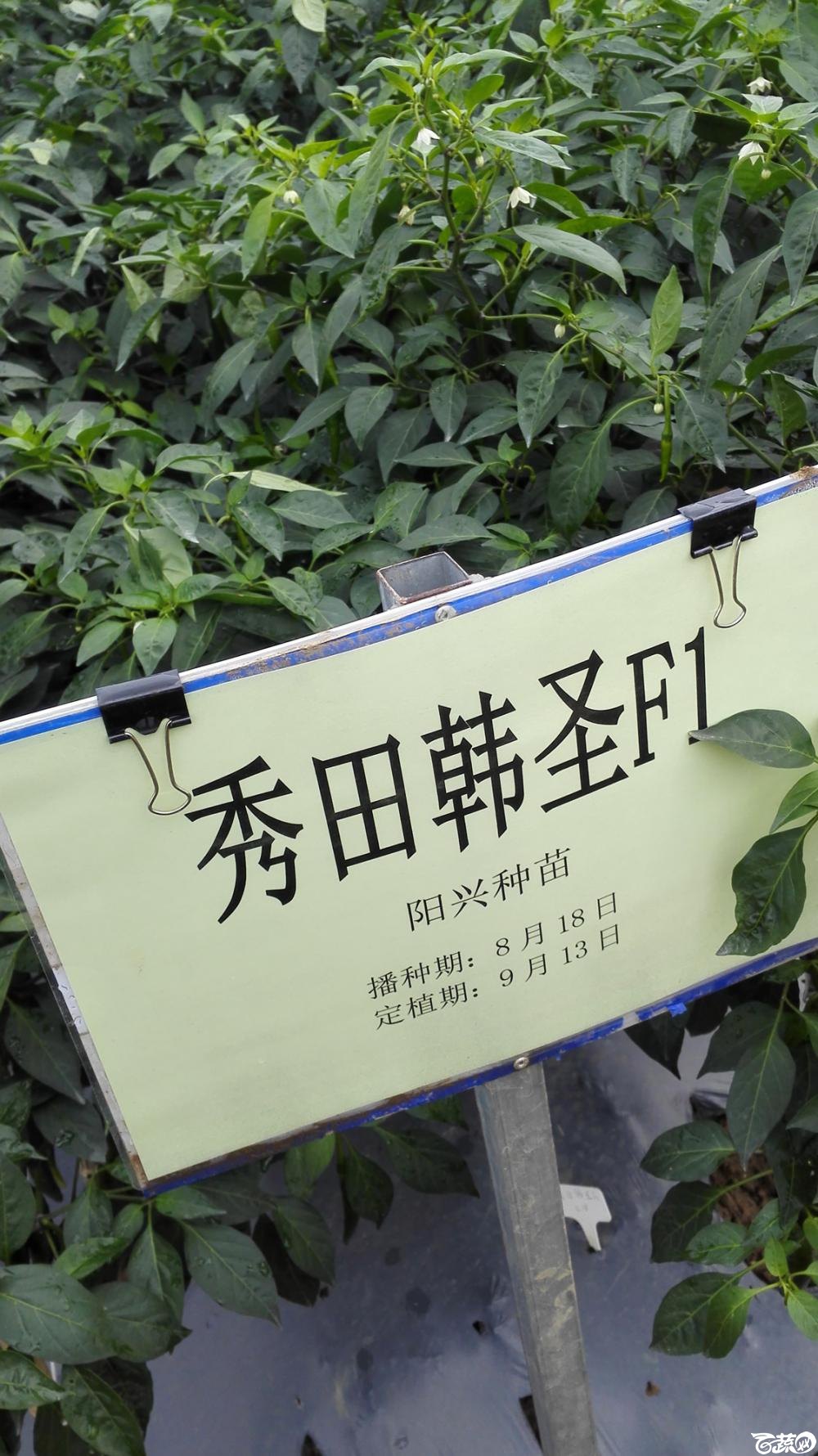 2014年12月8号中山蔬菜新品种展示会_辣椒_107.jpg