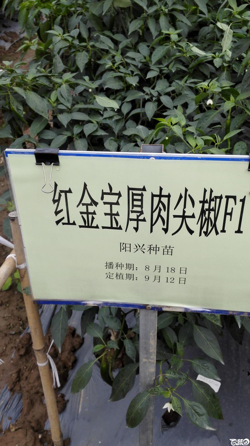 2014年12月8号中山蔬菜新品种展示会_辣椒_113.jpg