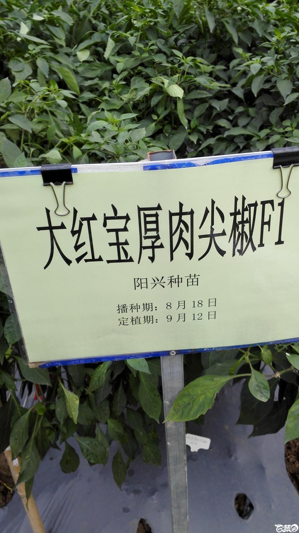 2014年12月8号中山蔬菜新品种展示会_辣椒_119.jpg